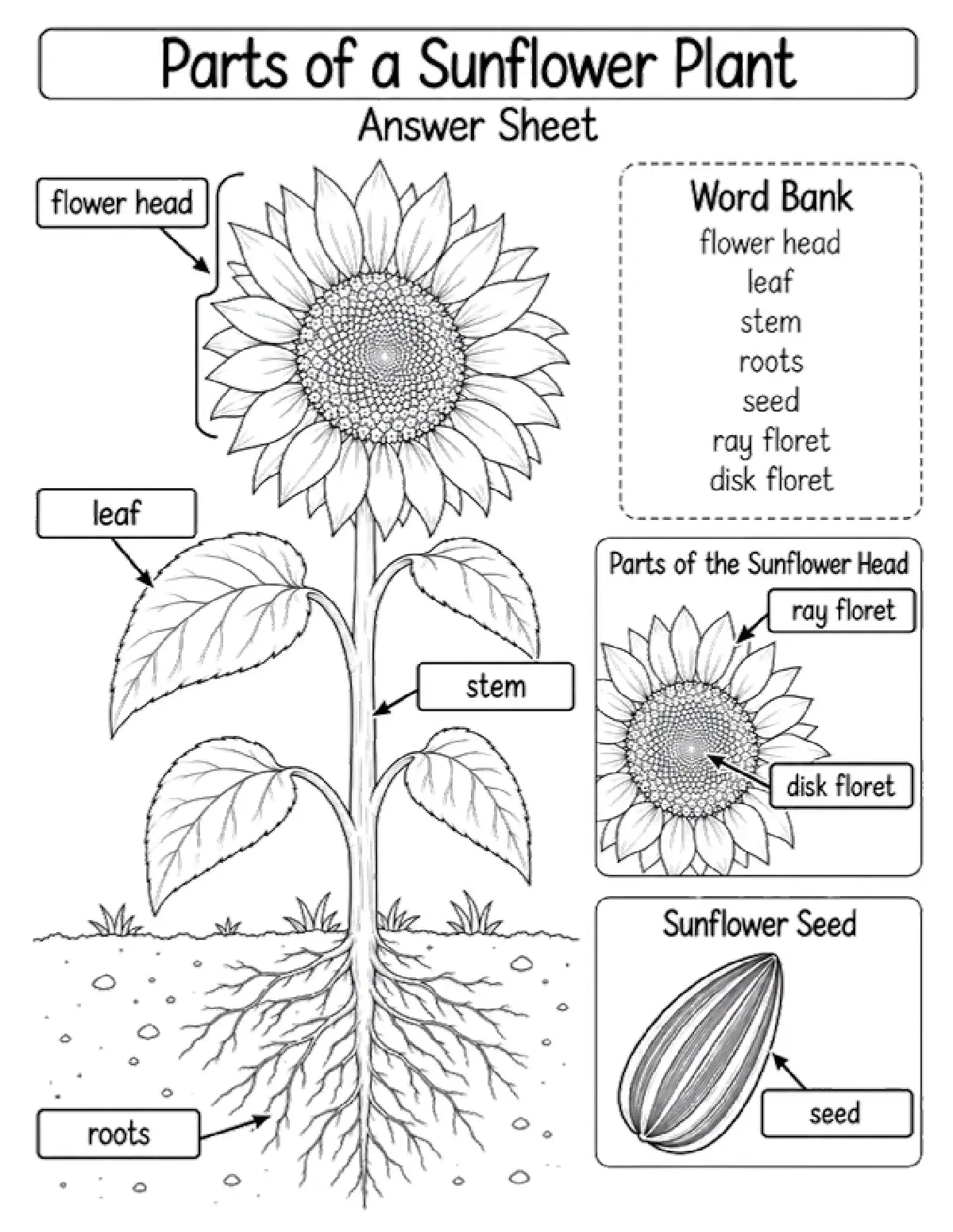 Parts of a Sunflower: Answer Key Only