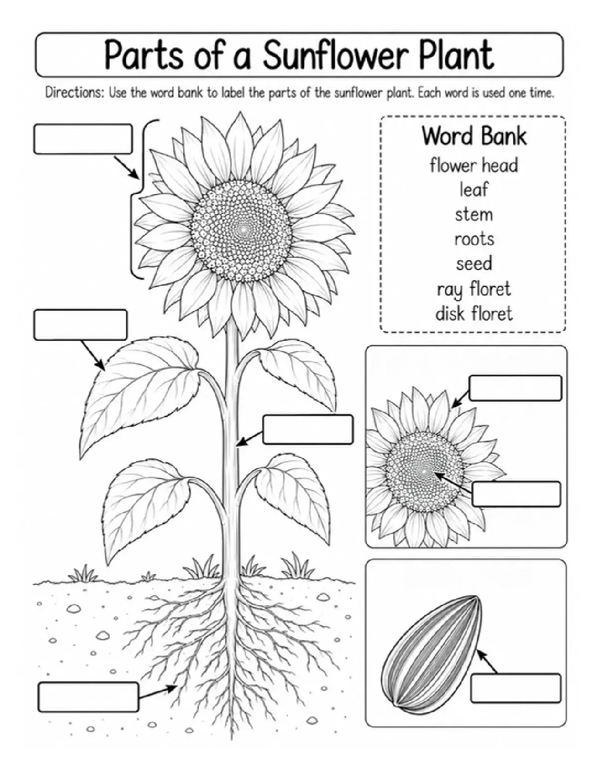Parts of a Sunflower Worksheet & Answer Key