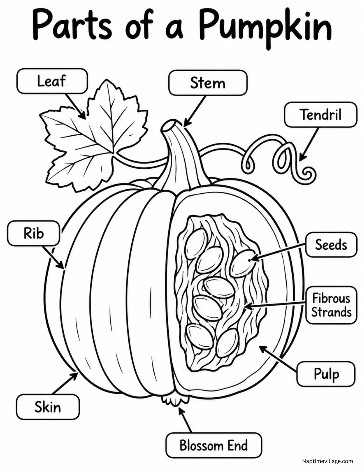 Parts of a Pumpkin Labeled Diagram