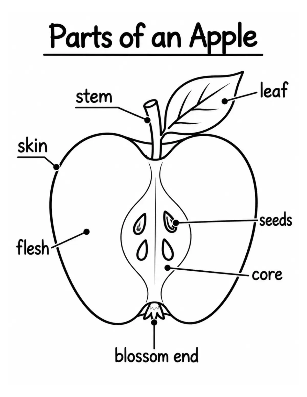 Parts of an Apple Labeled Diagram